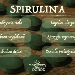 Spirulina co to? Odżywia ciało, łagodzi alergie, podnosi wydolność, sprzyja regeneracji, pobudza detox i działa prebiotycznie.