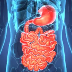 Anatomical rendering of the human digestive system, highlighting the stomach and intestines. Wavy, red intestines are visible within a translucent blue outline of the human torso. This image can help illustrate zapalenie jelit objawy.