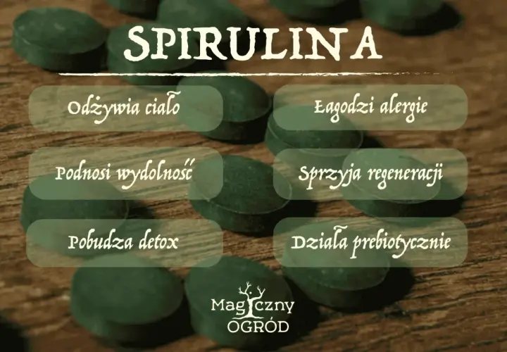 Spirulina co to? Odżywia ciało, łagodzi alergie, podnosi wydolność, sprzyja regeneracji, pobudza detox i działa prebiotycznie.