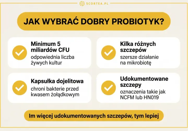Wybierasz probiotyk dla dorosłych? Zwróć uwagę na minimum 5 mld CFU, kapsułkę dojelitową, kilka szczepów i udokumentowane szczepy.