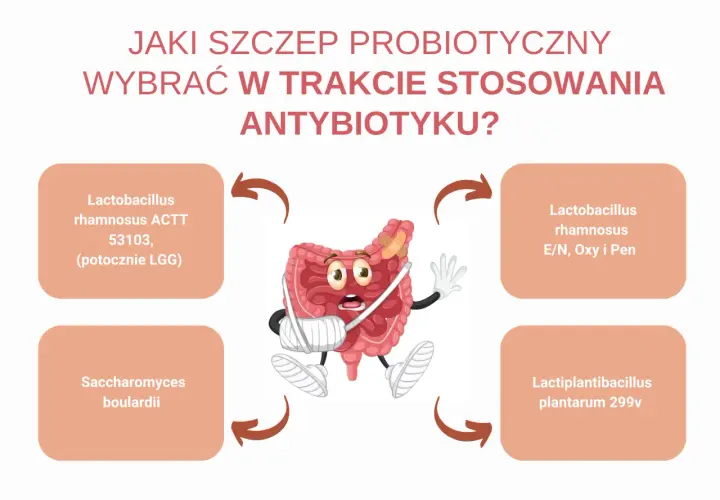Zranione jelita potrzebują wsparcia. Jaki probiotyk po antybiotyku wybrać? Sprawdź propozycje szczepów.